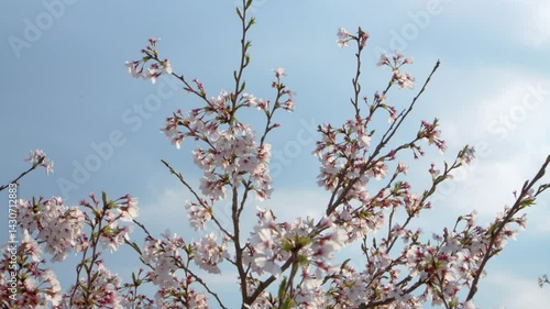天に伸びる桜