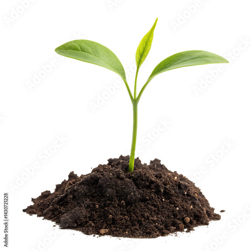 Wallpaper Mural A sprout growing from the soil isolated on whit background PNG Torontodigital.ca