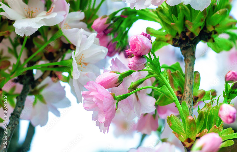 Fototapeta premium Pink cherry blossoms grow in an arch in spring garden close up