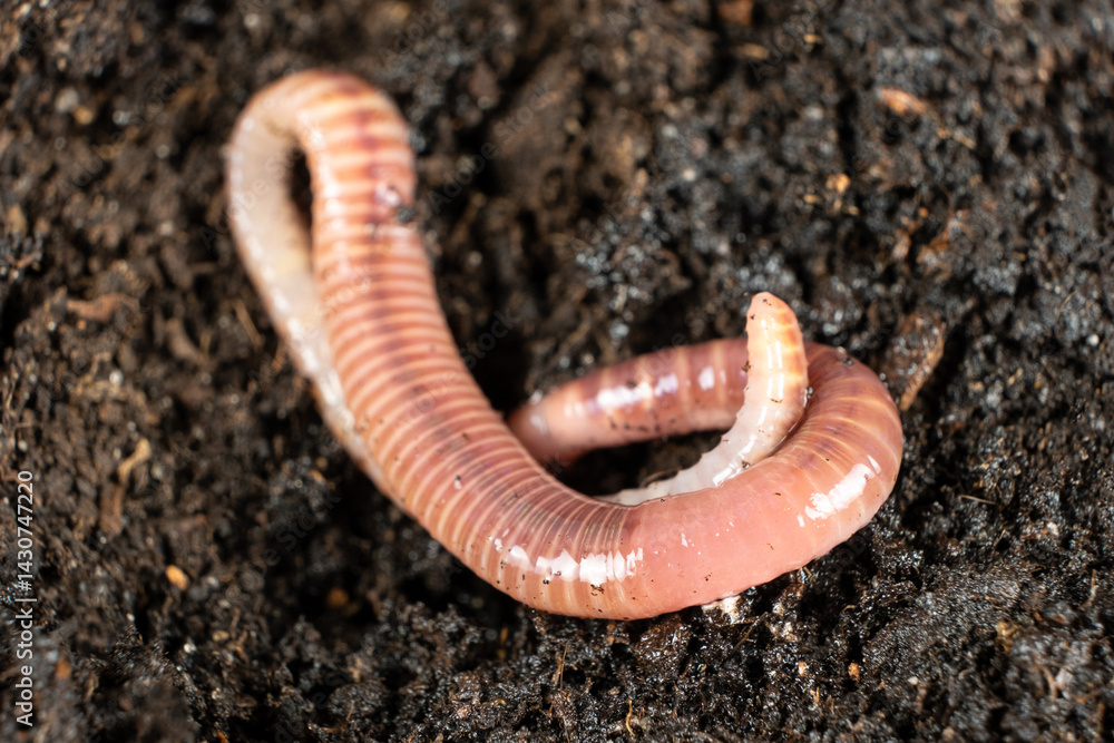 Macro of Live Earthworm Beneficial for Gardening Macro of Live Earthworm Beneficial for Gardening
