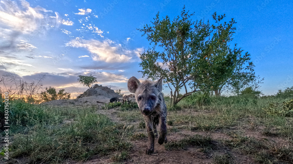 Fototapeta premium Kruger National Park in South Africa allows you to observe a variety of wild animals very closely, providing a unique African experience