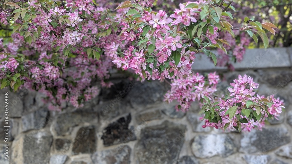Horizontal photo of a blooming pink apple tree in a spring garden. Bright pink blossoms on branches, soft light, greenery in the background. Spring atmosphere, floral inspiration. Horizontal photo of a blooming pink apple tree in a spring garden. Bright pink blossoms on branches, soft light, greenery in the background. Spring atmosphere, floral inspiration.
