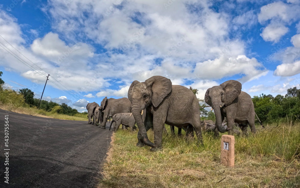 Obraz premium Kruger National Park in South Africa allows you to observe a variety of wild animals very closely, providing a unique African experience