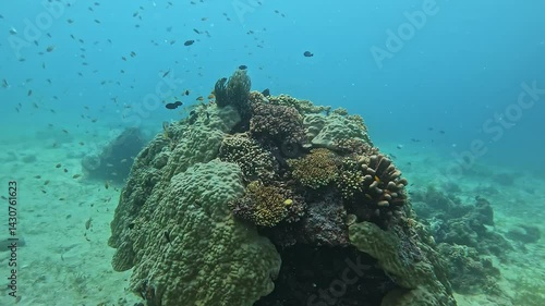 Large rock covered with corals against swimming tropical fishes underwater. Harmonical life of marine habitats in ocean ecosystem. Exotic nature of Philippines