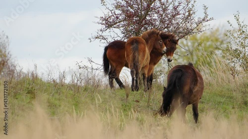 Wallpaper Mural Portrait of a Wild Exmoor Foal Grazing in Natural Habitat Torontodigital.ca