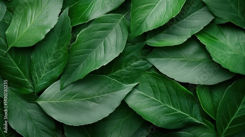 An engaging overhead view of diverse shades of green leaves layered together, illustrating the richness of greenery and the serene beauty of natural environments.