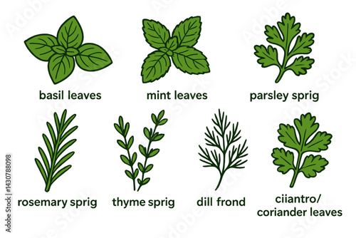 The culinary herbs include basil, mint, parsley, rosemary, thyme, dill, chives, and cilantro/coriander