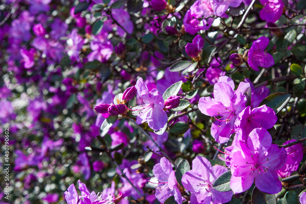 Colorful pink magenta flowers of a large rhododendron bush on a sunny day. Blooming shrub plants. Majestic big flowers in full blossom. Bright purple flowers on a soft floral background Colorful pink magenta flowers of a large rhododendron bush on a sunny day. Blooming shrub plants. Majestic big flowers in full blossom. Bright purple flowers on a soft floral background