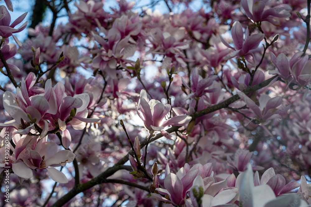 Obraz premium Magnolia blossoms on a tree