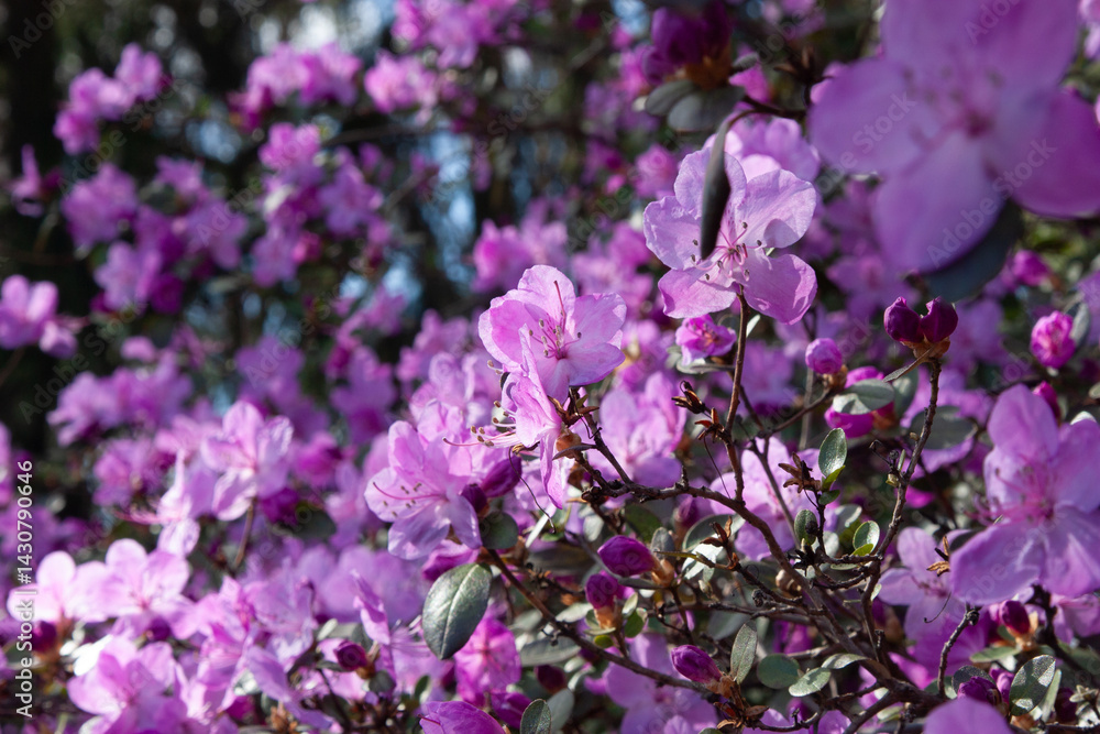 Colorful pink magenta flowers of a large rhododendron bush on a sunny day. Blooming shrub plants. Majestic big flowers in full blossom. Bright purple flowers on a soft floral background Colorful pink magenta flowers of a large rhododendron bush on a sunny day. Blooming shrub plants. Majestic big flowers in full blossom. Bright purple flowers on a soft floral background