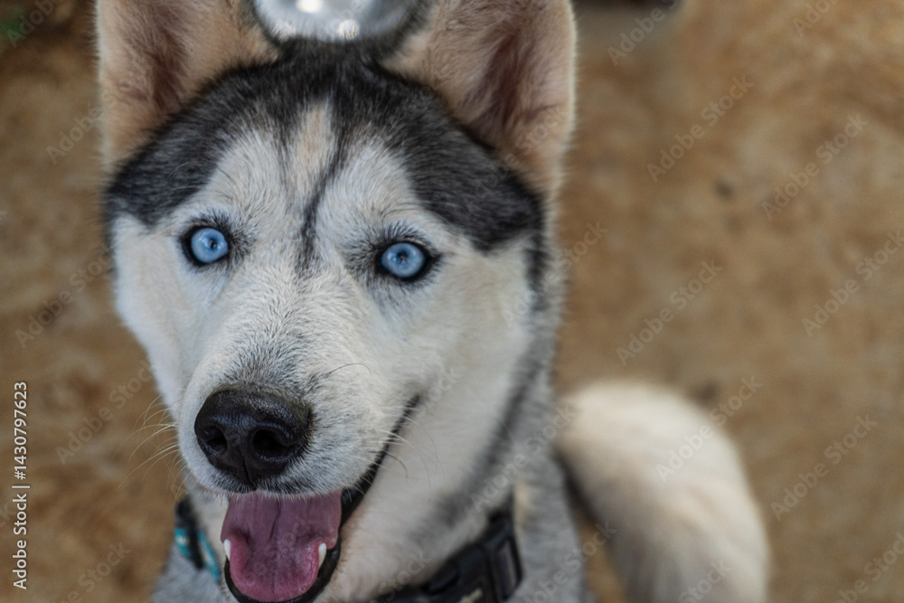 Obraz premium Close-up portrait of a happy, smiling Siberian Husky with bright blue eyes, open mouth, and tongue out, looking at camera.