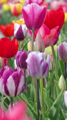 Blühende Tulpen auf einem Tulpenfeld in den Niederlanden