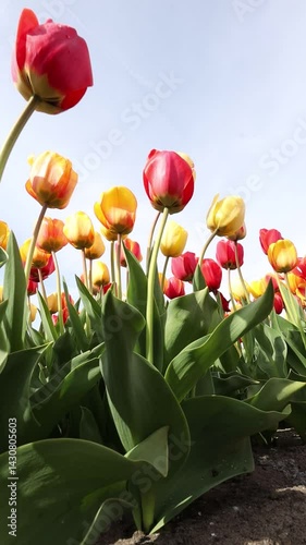Blühende Tulpen auf einem Tulpenfeld in den Niederlanden