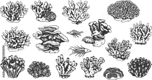 Black and white coral illustrations showcasing diverse marine life and underwater ecosystems in a creative display
