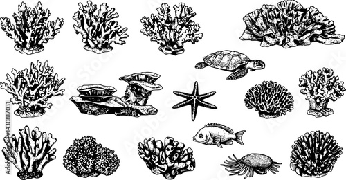 Black and white coral illustrations showcasing diverse marine life and underwater ecosystems in a creative display

