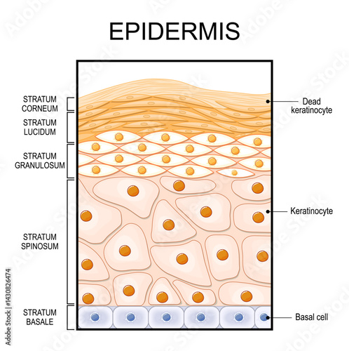 Epidermis structure. Epithelium anatomy