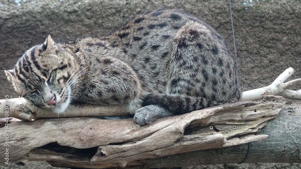 Naklejka premium ネコ科の動物