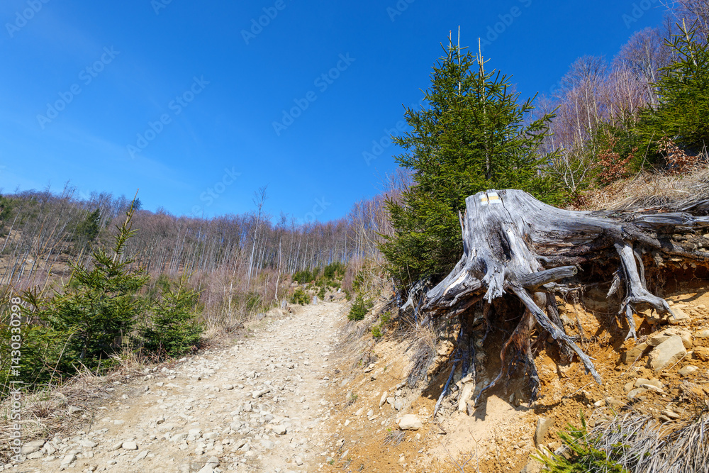 Yellow trail marking on a cut tree trunk. Tourist trail to the peak of Wielka Racza in the Zywiec Beskids. Poland