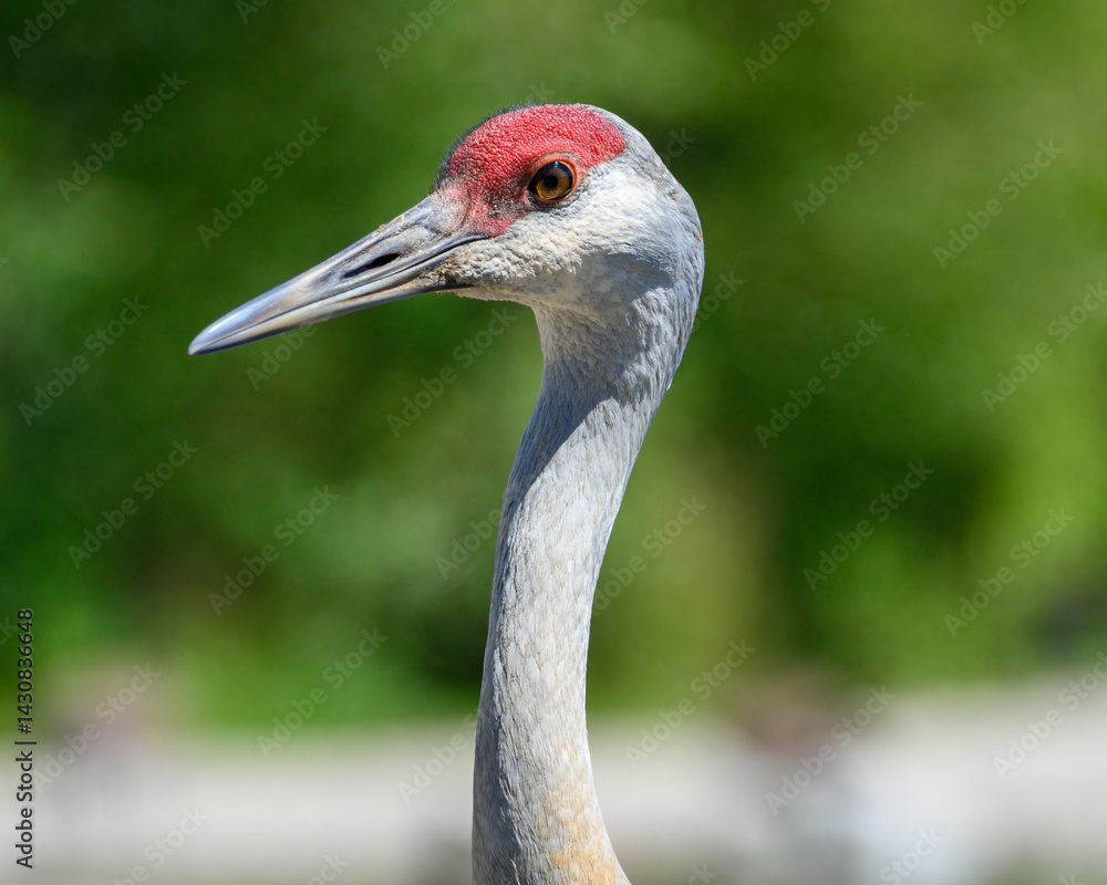 Fototapeta premium Cranes with red crowns display elegance in natural habitat during bright daylight