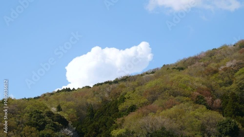 高峯の山桜_02 / Takamine Mountain Cherry Blossoms_02