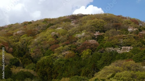 高峯の山桜_04 / Takamine Mountain Cherry Blossoms_04