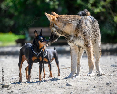 Friendly encounter between a small dog and a wolf in a sunny outdoor park with dirt ground during daytime