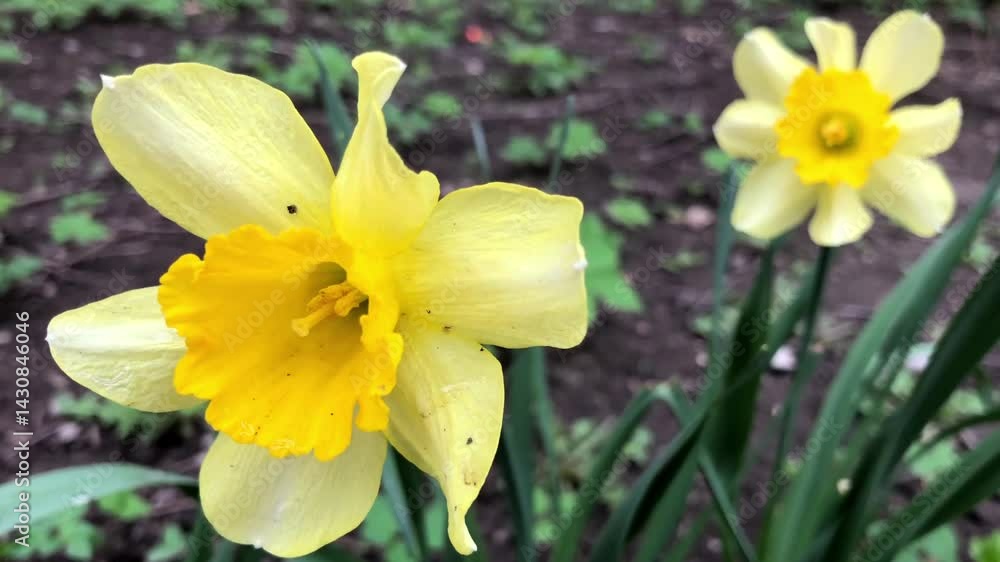 large yellow daffodil flowers swaying in the wind large yellow daffodil flowers swaying in the wind