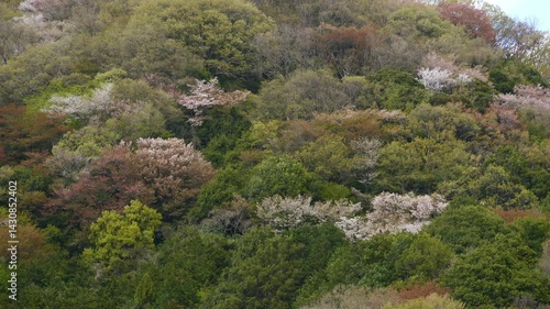 高峯の山桜_05 / Takamine Mountain Cherry Blossoms_05