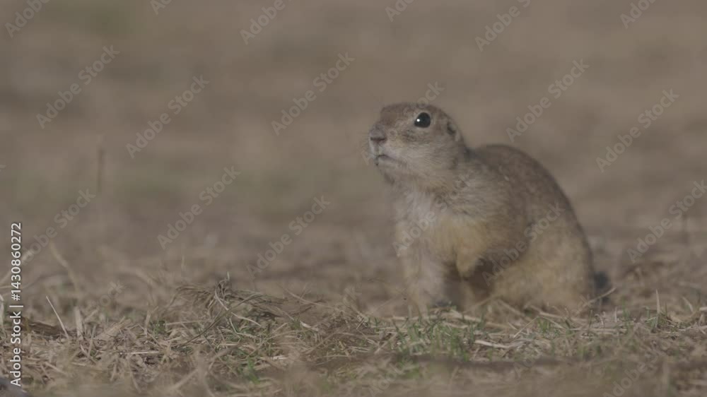 Funny gopher eating fresh grass, little ground squirrel or little suslik, Spermophilus pygmaeus from the family Sciuridae. Suslik in wildlife. Slow motion video ProRes 422, ungraded C-LOG 10 bit Funny gopher eating fresh grass, little ground squirrel or little suslik, Spermophilus pygmaeus from the family Sciuridae. Suslik in wildlife. Slow motion video ProRes 422, ungraded C-LOG 10 bit