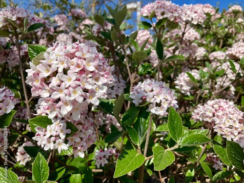 Korean Spice Viburnum flower