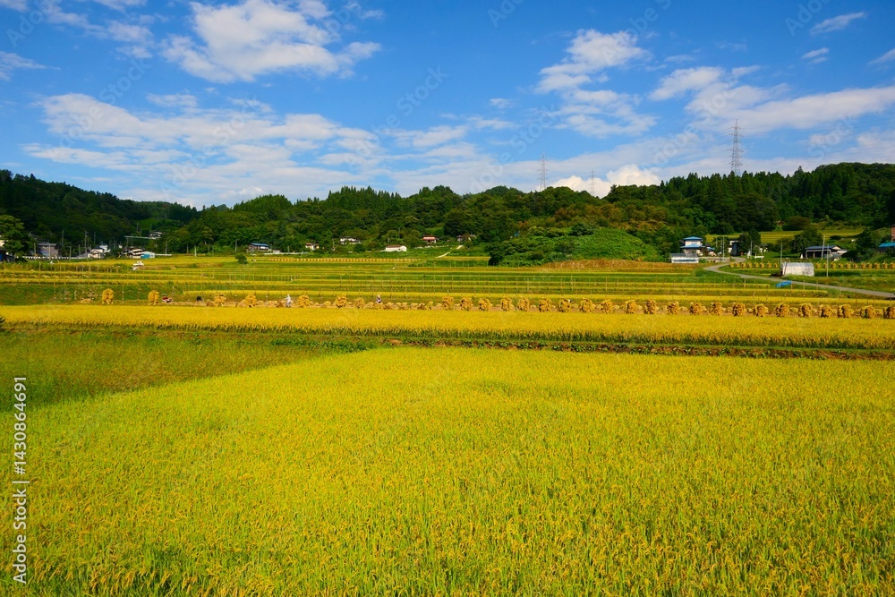 実りの秋、大蕨の棚。山辺、山形、日本。9月中旬。