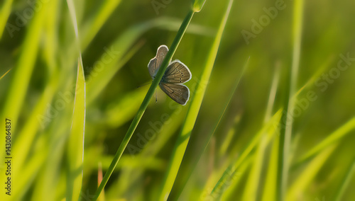 Polyommatus icarus. A butterfly in its natural environment. Beautiful macro photography.