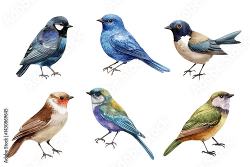 Colorful songbirds vector illustration. Set of six hand-painted birds resembling a Blue Jay, Mountain Bluebird, Collared Flycatcher, European Robin, Painted Bunting and Green-backed Euphonia.