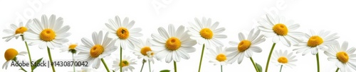 Close-up of camomile flowers in a group, isolated on white background, white, group, nature