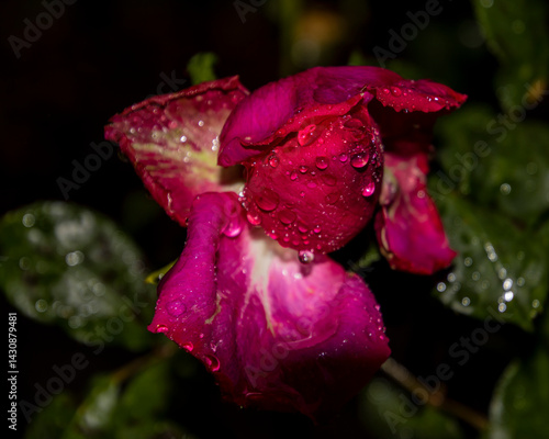 Vibrant pink rose with raindrops glistening in a garden at night showcasing nature's beauty and tranquility