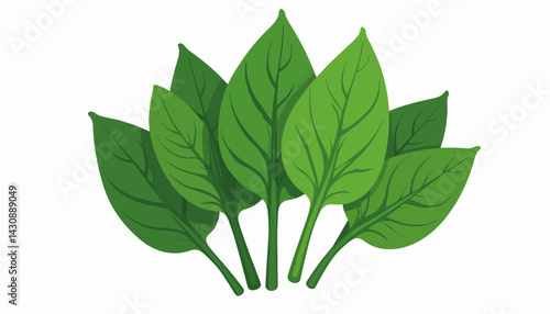 Fresh spinach leaves arranged in a fan shape on white background, health