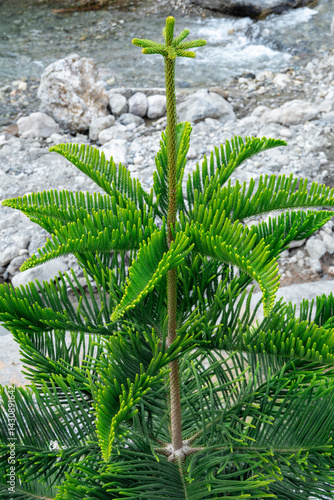 A green star pine tree stands tall, with rocks in the background. This combination highlights the rugged beauty of the natural landscape.