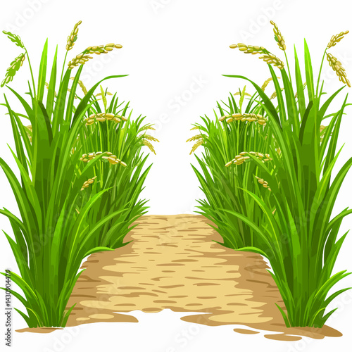 Ricefield isolated on white 