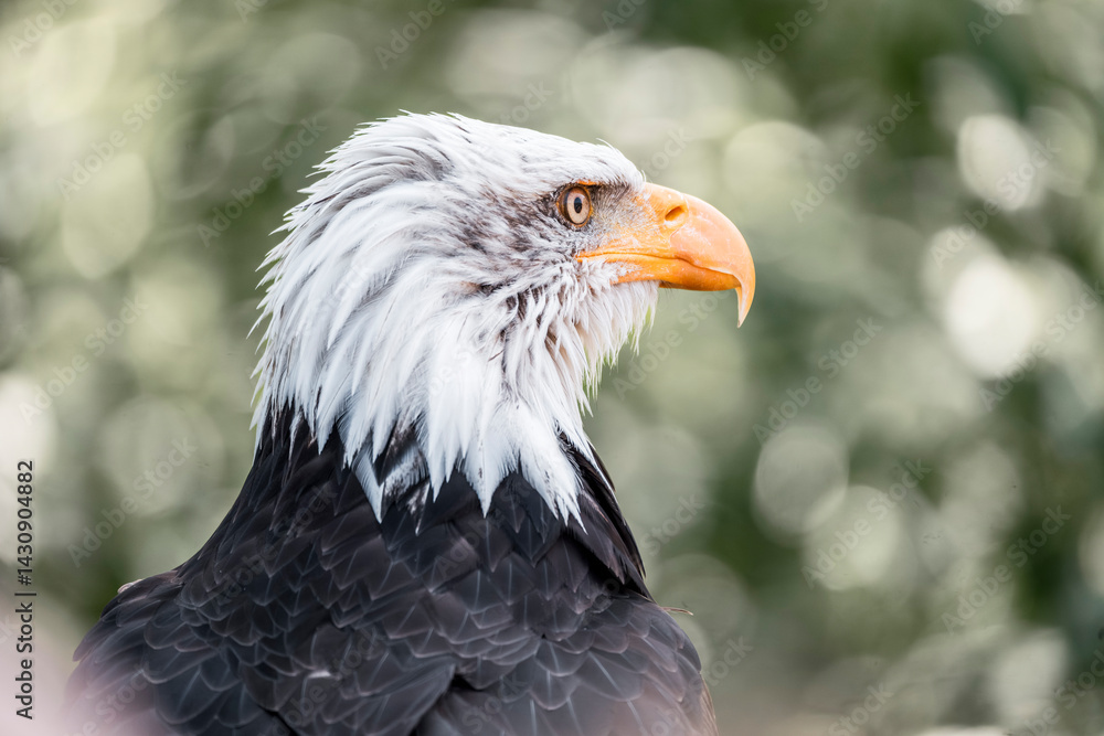 Fototapeta premium bald eagle bird of prey portrait pretty close up animal avian