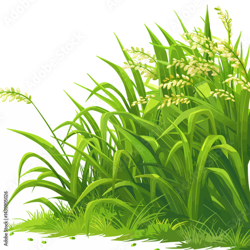 Ricefield on white 