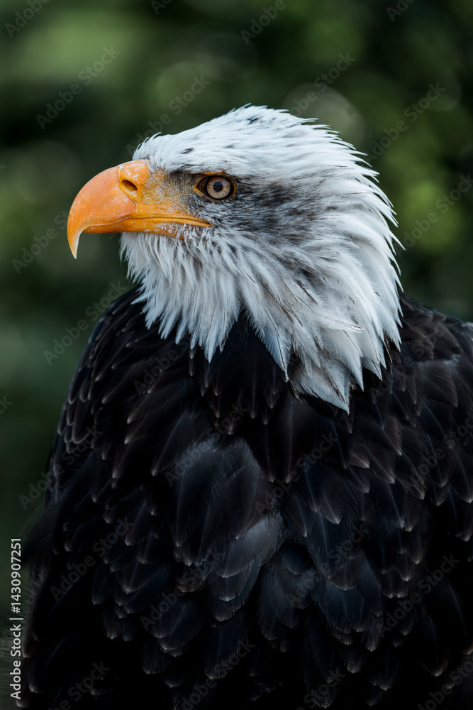 Fototapeta premium bald eagle bird of prey portrait pretty close up animal avian 