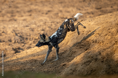 Photography African wild dog jumps down sandy slope