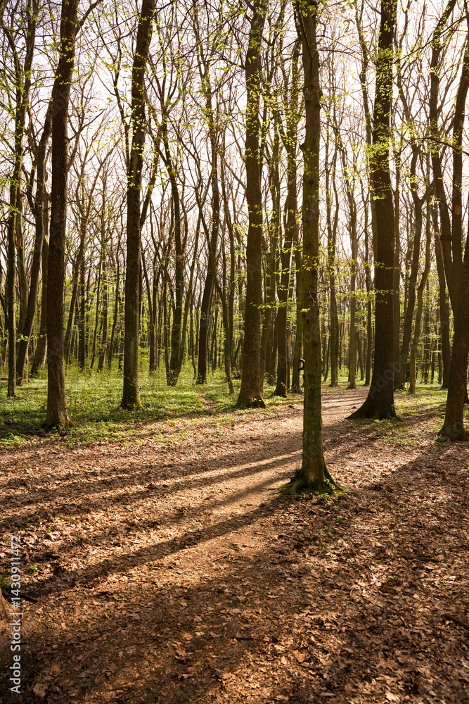 Beautiful spring morning in a dense forest with sunlight filtering through trees and a winding path Beautiful spring morning in a dense forest with sunlight filtering through trees and a winding path