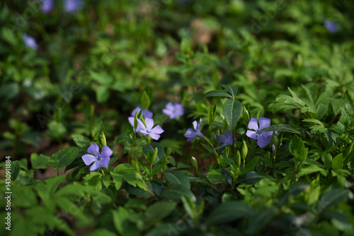 Cuadro en lienzo Purple flowers bloom among green foliage in a serene garden during a sunny after