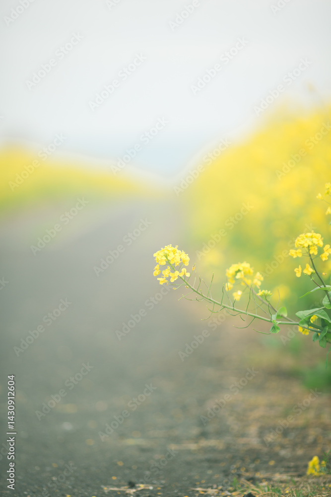 Fototapeta premium ふんわりとした菜の花の道(縦)