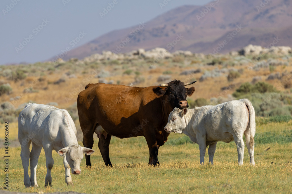 Naklejka premium Cows grazing in a serene landscape surrounded by mountains during daylight
