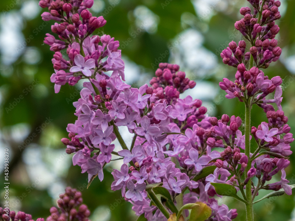 Blooming Lilac Bush in Spring Blooming Lilac Bush in Spring