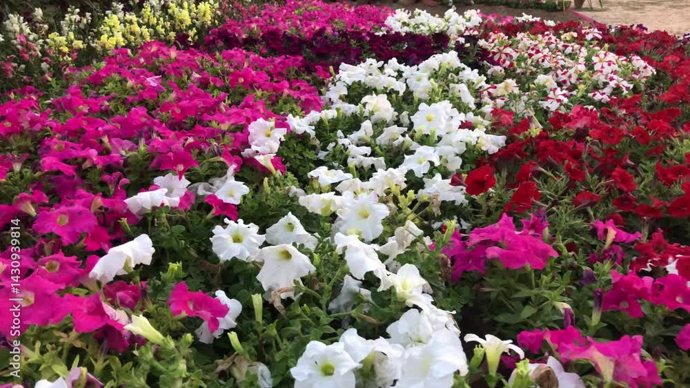 A vibrant and colorful flower bed featuring a variety of blooming petunia flowers in full sunlight. The image captures the beauty of garden landscaping with multi-colored flowers arranged in neat rows A vibrant and colorful flower bed featuring a variety of blooming petunia flowers in full sunlight. The image captures the beauty of garden landscaping with multi-colored flowers arranged in neat rows