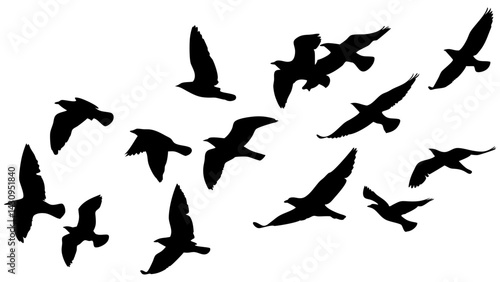 Silhouette of a flock of birds soaring in the sky, dynamic motion and freedom concept, black and white vector illustration

