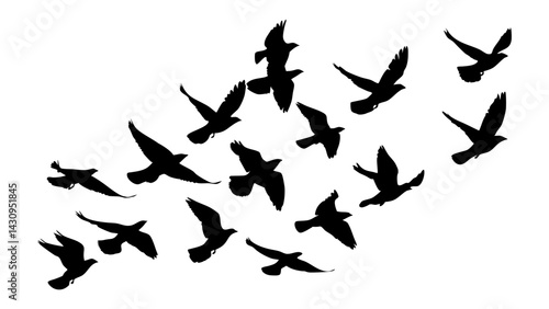 Silhouette of a flock of birds soaring in the sky, dynamic motion and freedom concept, black and white vector illustration
